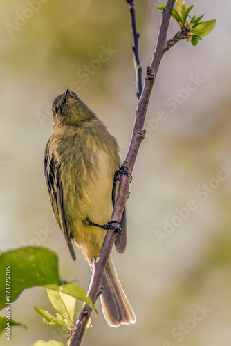 A mountain elaenia looking for flies perched on a twig, early in the morning, in a forest in the eastern Andean mountains of central Colombia. photo