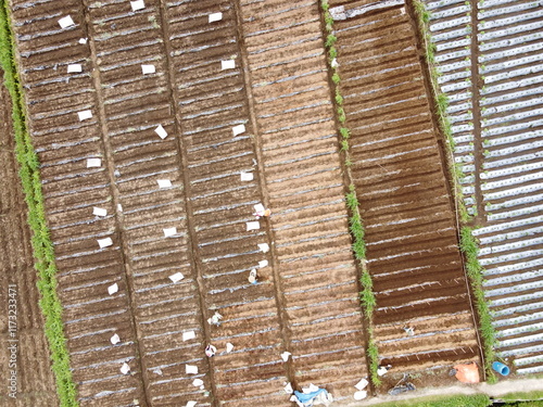 VEGETABLE GARDEN EXPANSION IN THE HIGHLANDS AT THE FOOT OF MOUNT SLAMET, PANDAN SARI VILLAGE, PAGUYANGAN, BREBES, INDONESIA photo