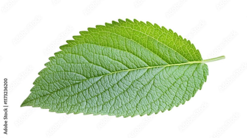 Obraz premium single sage leaf isolated on white transparent background