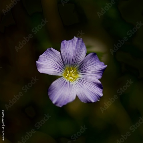 Linum Alpinum