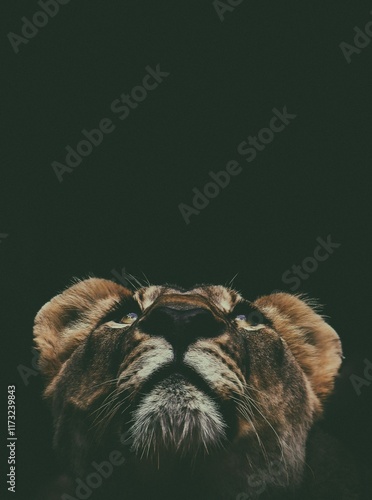 close up of a lion head photo