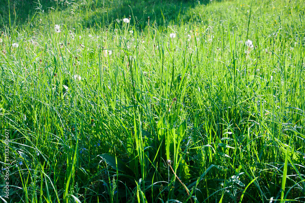 A bunch of green grass with some brown spots A bunch of green grass with some brown spots