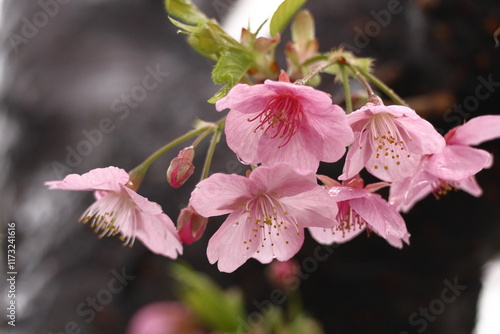 鮮やかなピンク色の早咲き桜 photo