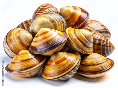 Fresh Clams Isolated on White Background - High-Resolution Stock Photo photo