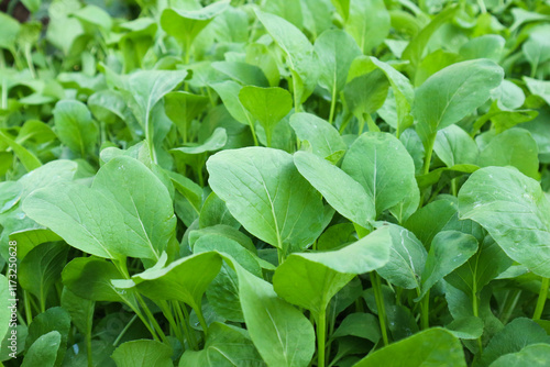 Wallpaper Mural Lush Green Choy Sum Leaves in a Garden Torontodigital.ca