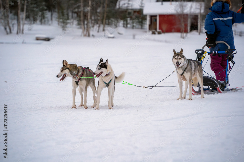 Sled dog lapland winter in Inari Nellim frozen lake Sled dog lapland winter in Inari Nellim frozen lake