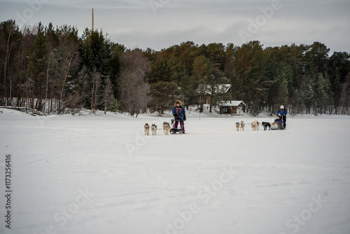 Sled dog lapland winter in Inari Nellim frozen lake photo