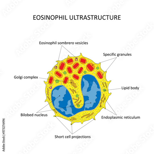EOSINOPHIL ULTRASTRUCTURE (eosinophil seen under the electron microscope)