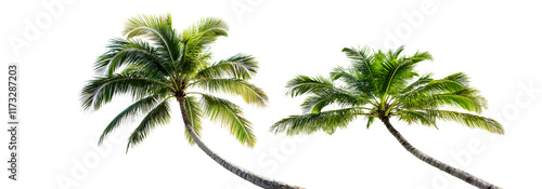coconut tree on white background