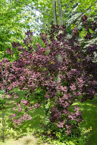 Wallpaper Mural Cotinus coggygria Royal Purple (Rhus cotinus, European smoke tree) in spring garden. Young red leaves on blurred background of greenery. Selective focus. Nature concept for design Torontodigital.ca