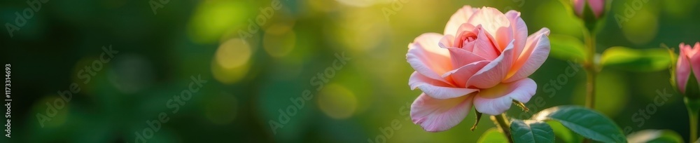 Delicate pink rose encircled by verdant leaves, soft light , fresh, aesthetic Delicate pink rose encircled by verdant leaves, soft light , fresh, aesthetic