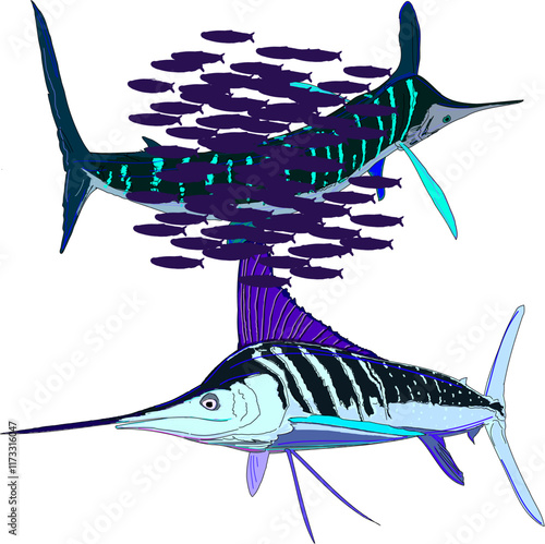 Colorful Stripped Marlin attacking a bait ball