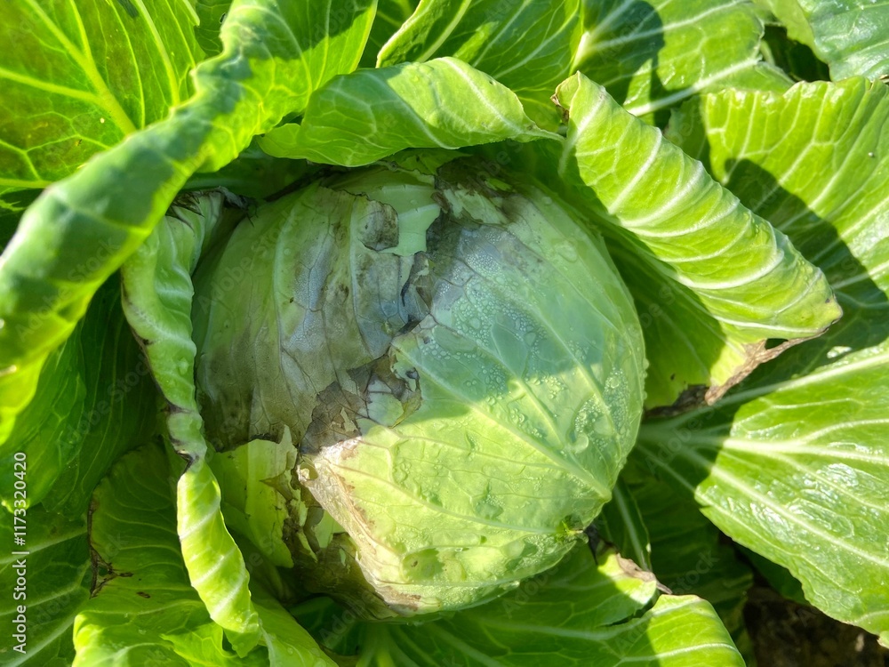 Obraz premium Green Cabbage Blooming to Welcome the Coming Winter.