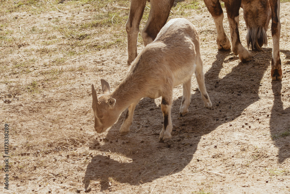 Feeding adorable goats in farm. Domestic animal Feeding adorable goats in farm. Domestic animal