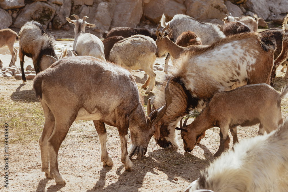 Feeding adorable goats in farm. Domestic animal Feeding adorable goats in farm. Domestic animal