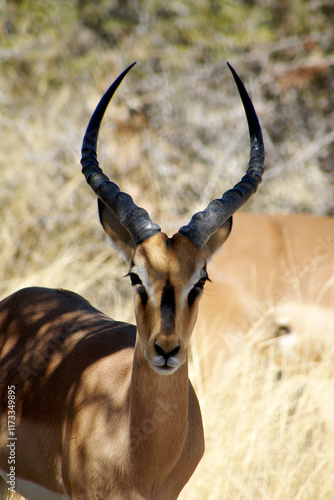 Close-up portrait of a Black Faced Impala (Aepyceros melampus petersi), Etosha National Park, Namibia photo