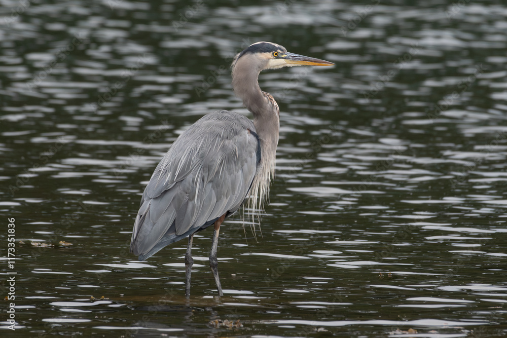 Close-up profile of a Great Blue Heron walking in ocean, British Columbia, Canada Close-up profile of a Great Blue Heron walking in ocean, British Columbia, Canada