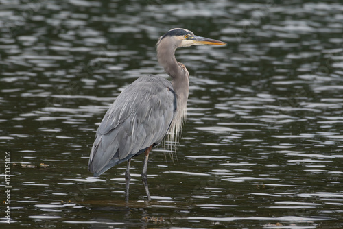 Close-up profile of a Great Blue Heron walking in ocean, British Columbia, Canada photo