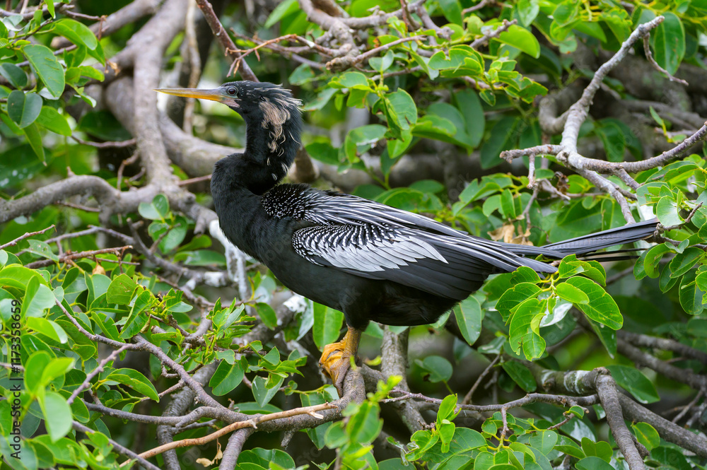 Anhinga (Anhinga anhinga) perched in tree, Wakodahatchee wetland, Florida, USA.