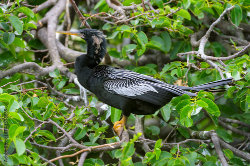 Obraz na płótnie Anhinga (Anhinga anhinga) perched in tree, Wakodahatchee wetland, Florida, USA. w salonie