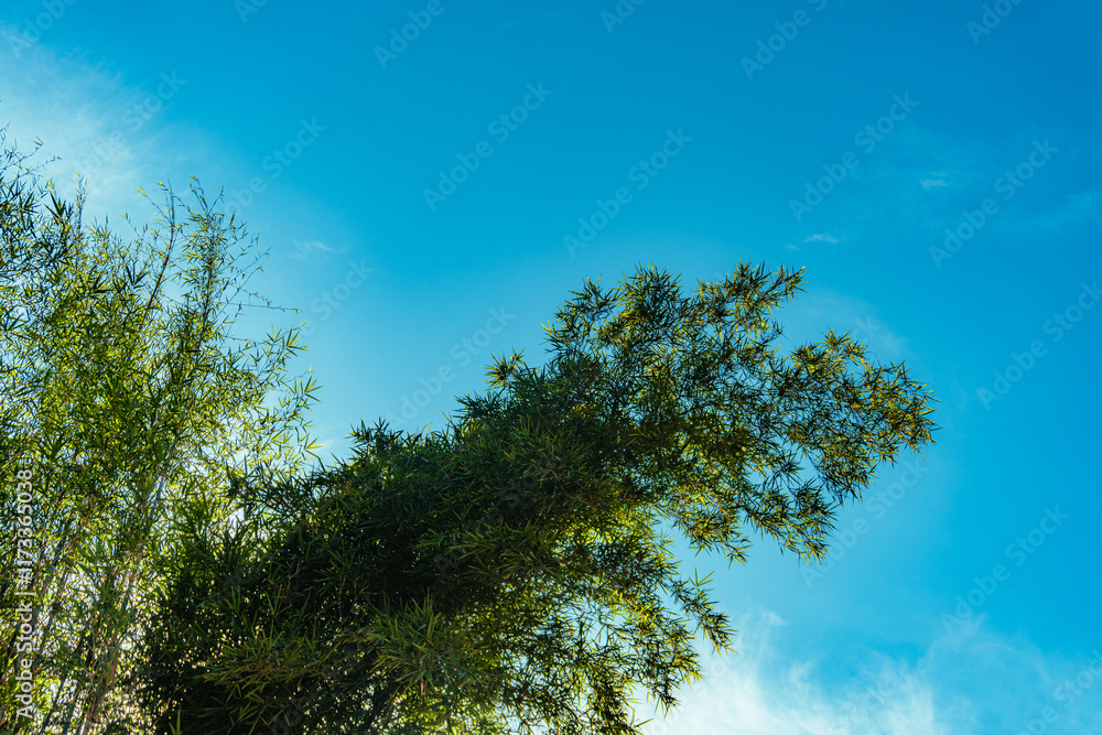 Open Field with Trees and Clear Blue Sky Open Field with Trees and Clear Blue Sky