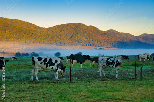 Black-and-white cattle on a meadow bounded by forested hills. Early morning mist in the Kiewa Valley, in the alpine region of Victoria, Australia
