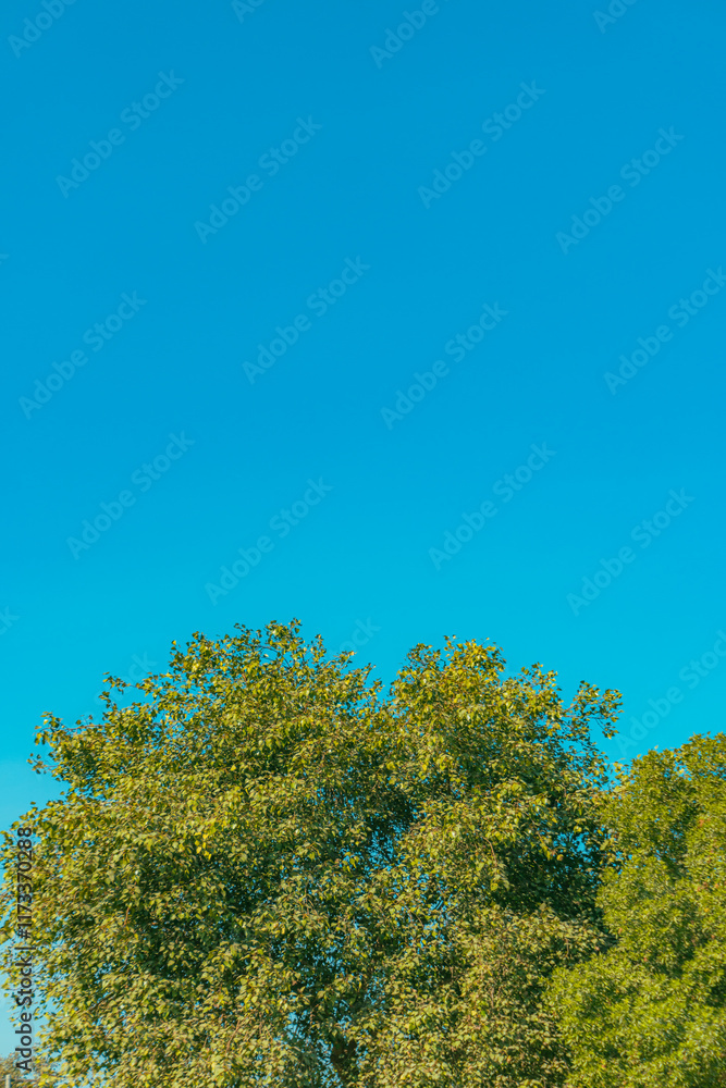 Peaceful Tree Under a Clear Blue Sky Peaceful Tree Under a Clear Blue Sky