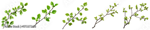 Spring branches with green leaves  isolated transparent background  set of six botanical illu