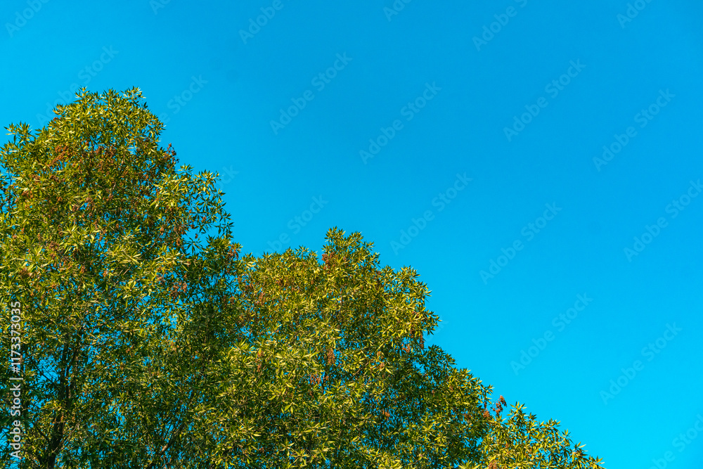 Beautiful Outdoor View of Trees and Nature Beautiful Outdoor View of Trees and Nature