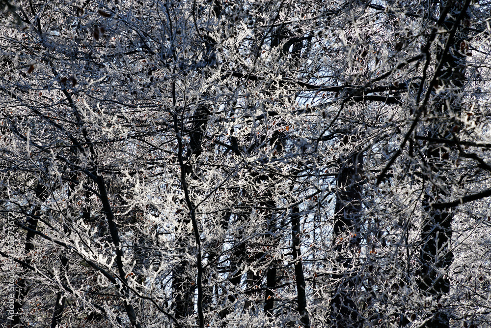 Trees and vegetation covered in ice crystals on a freezing winter's day. Trees and vegetation covered in ice crystals on a freezing winter's day.