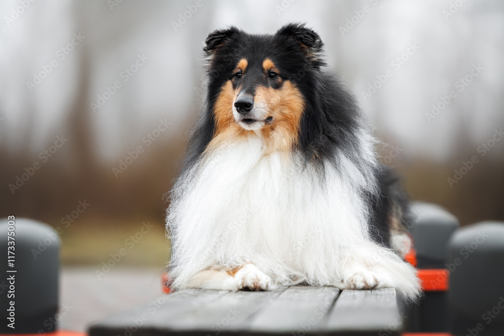cute tricolor rough collie dog lying on a bench outdoors cute tricolor rough collie dog lying on a bench outdoors