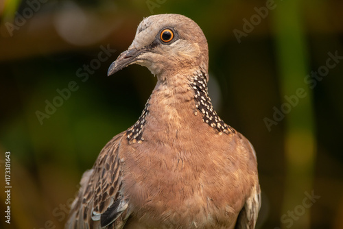 Close-up of a spotted dove (Spilopelia chinensis) looking sideways, Indonesia photo