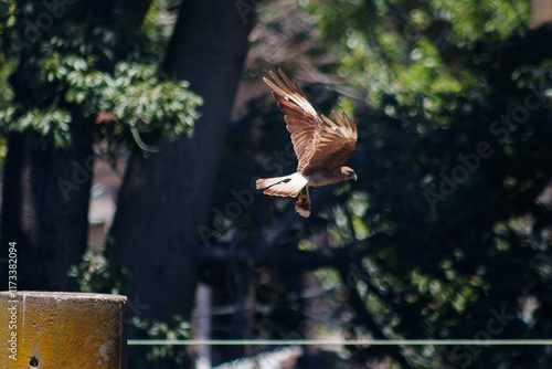 Aguilucho en vuelo con presa atrapada