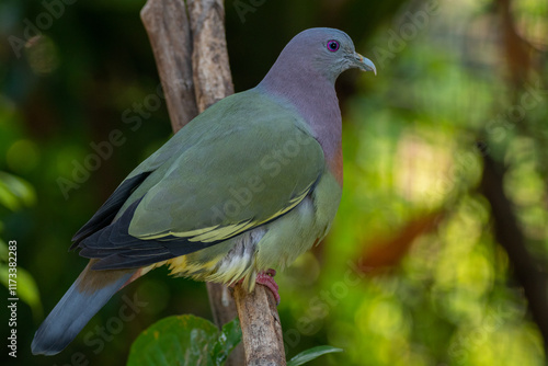 Close-up of a pink-necked green pigeon (Treron vernans) perched on a branch, Indonesia photo