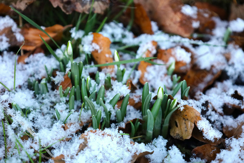 Snowdrop flowers growing in the snow in Scotland, UK