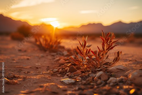 desert landscape undergoes a magical metamorphosis at sunrise as shadows recede, gentle light emerges, and desert comes alive photo