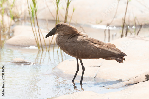 Ombrette africaine,. Scopus umbretta, Hamerkop, Afrique du Sud photo