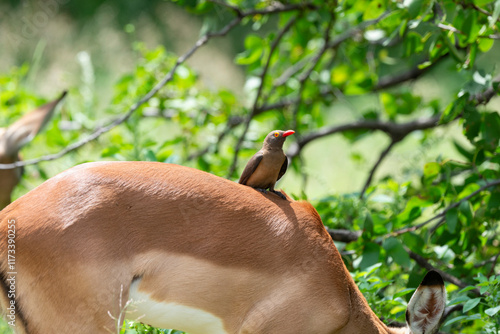 Piqueboeuf à bec rouge,.Buphagus erythrorhynchus, Red billed Oxpecker, Impala, Aepyceros melampus, Parc national Kruger, Afrique du Sud photo