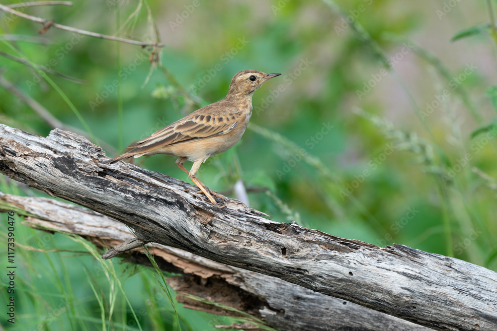 Fototapeta premium Pipit du Vaal,.Anthus vaalensis, Buffy Pipit, Afrique du Sud