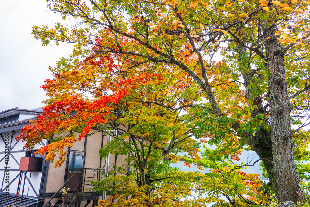 Naklejka premium travel to Japan with Autumn in Nikko