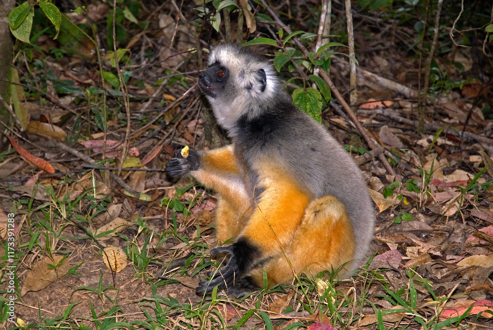 Obraz premium Propithèque à diadème, Propithecus diadema, Lémurien, Madagascar
