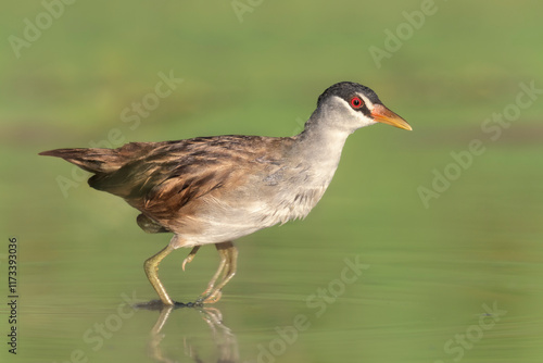 Wild white-browed crake (Poliolimnas cinereus) wading rapidly across a shallow lagoon in far north Queensland, Australia photo