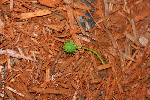 Green chestnut fruit on wet wood shavings