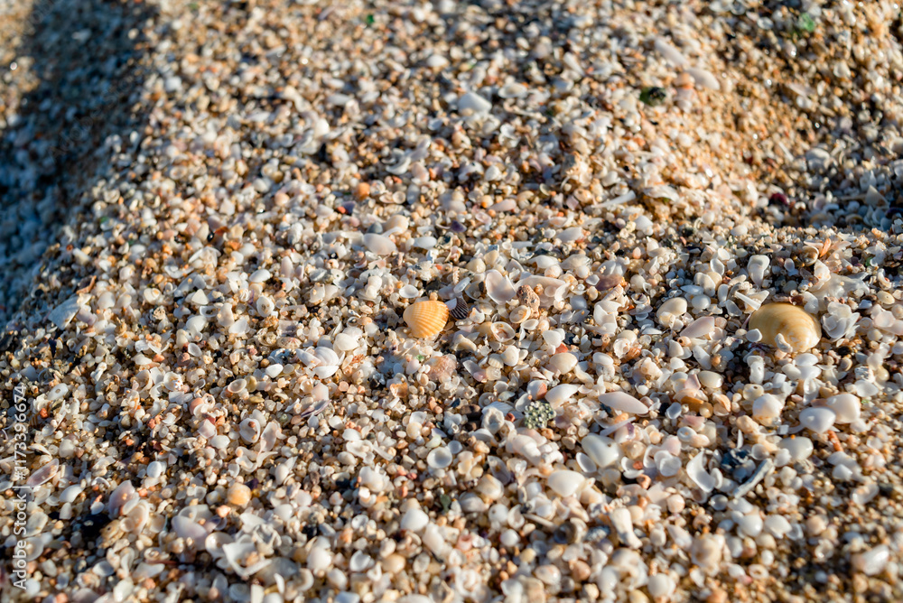 Shells are piled up on the beach. Background and texture. Shells are piled up on the beach. Background and texture.