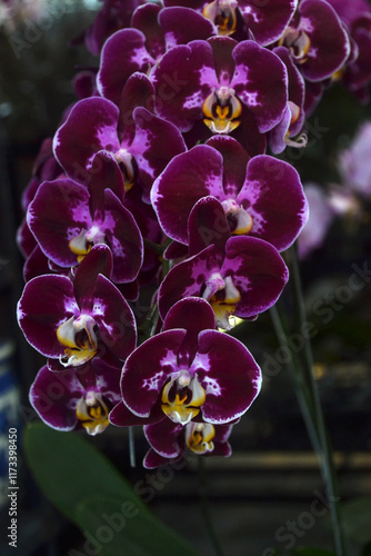 Colorful moon orchid flowers photo