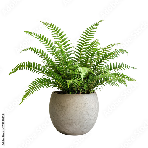 Vibrant Boston Fern houseplant display indoor gardening pot plant  isolated on white background and transparent background for decor in cozy living room lush green environment serenity concept photo