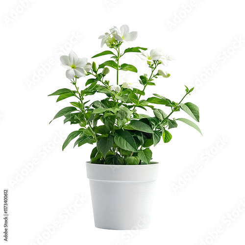 Wallpaper Mural Gardening tips for houseplants cultivating flowering Jasmine  isolated on white background and transparent background  for  your house garden plant nook Torontodigital.ca