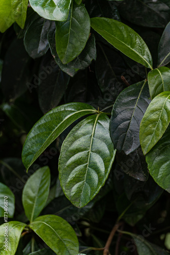 Close-up of the green leaves of a Florida Sunshine Anise bush, Georgia photo