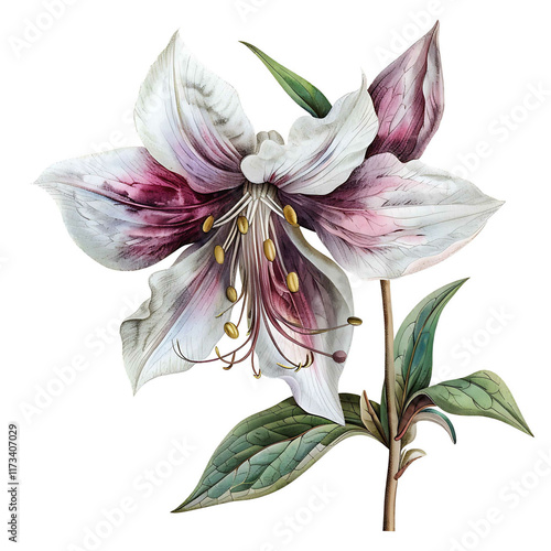 Vintage watercolor flower and wildflowers isolated on white background, old botanical illustration