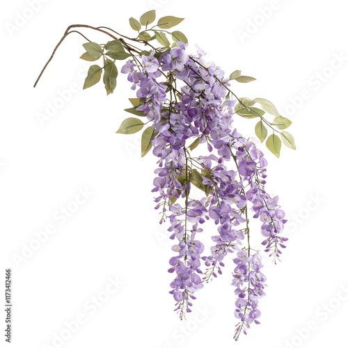 A delicate arrangement of purple wisteria flowers with green leaves isolated on white background and transparent background, showcasing natural beauty and elegance.